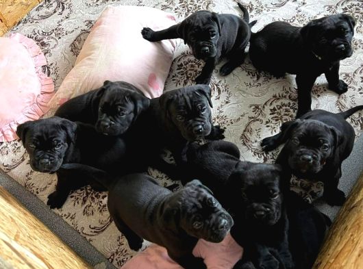 Cane Corsa Yavrulari Ankara görsel