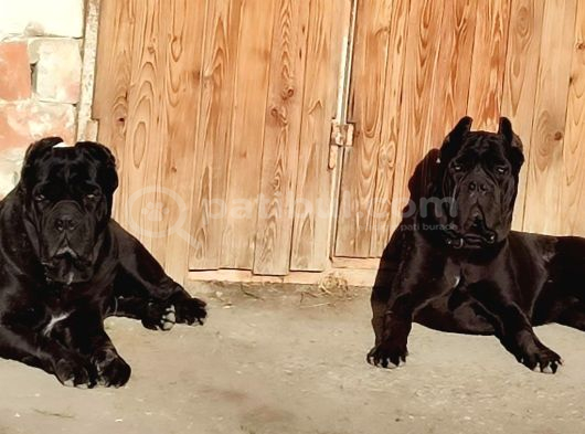 Cane Corsa Yavrulari Ankara görsel