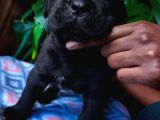 Cane Corsa Yavrulari Ankara
