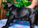 Cane Corsa Yavrulari Ankara