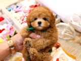 Tuvalet Eği̇ti̇mli̇ Toy Ve Kore Poodle Bebekleri̇mi̇z