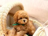 Tuvalet Eği̇ti̇mli̇ Toy Ve Kore Poodle Bebekleri̇mi̇z