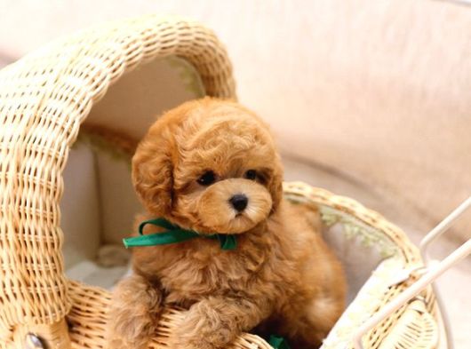Tuvalet Eği̇ti̇mli̇ Toy Ve Kore Poodle Bebekleri̇mi̇z görsel