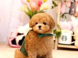 Tuvalet Eği̇ti̇mli̇ Toy Ve Kore Poodle Bebekleri̇mi̇z