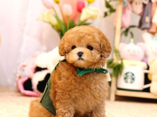 Tuvalet Eği̇ti̇mli̇ Toy Ve Kore Poodle Bebekleri̇mi̇z