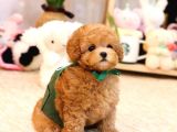 Tuvalet Eği̇ti̇mli̇ Toy Ve Kore Poodle Bebekleri̇mi̇z