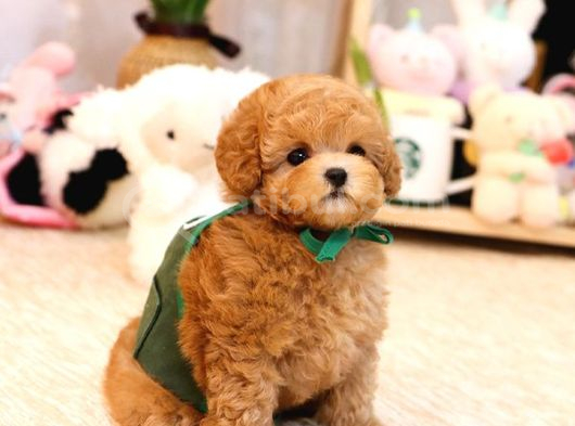 Tuvalet Eği̇ti̇mli̇ Toy Ve Kore Poodle Bebekleri̇mi̇z görsel