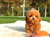 Safkan Yavru Arayanlara Saf Toy Poodle Yavrularim
