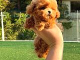 Safkan Yavru Arayanlara Saf Toy Poodle Yavrularim