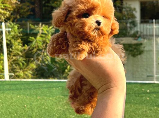 Safkan Yavru Arayanlara Saf Toy Poodle Yavrularim görsel