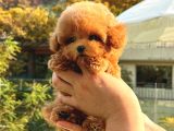 Safkan Yavru Arayanlara Saf Toy Poodle Yavrularim