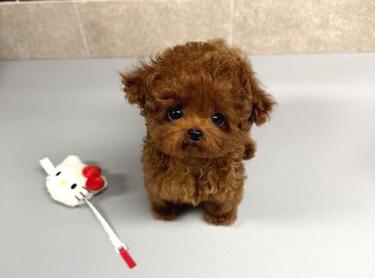 Renk Renk Evi̇ni̇ze Neşe Katacak Toy Poodle Bebekleri̇m görsel