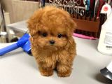 Renk Renk Evi̇ni̇ze Neşe Katacak Toy Poodle Bebekleri̇m