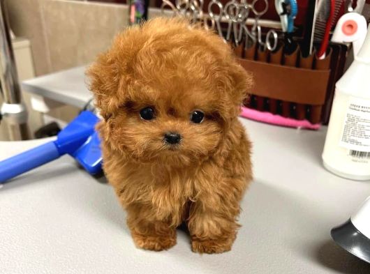Renk Renk Evi̇ni̇ze Neşe Katacak Toy Poodle Bebekleri̇m