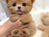 Ayicik Yüz Yapisina Sahi̇p Toy Poodle Bebekleri̇m
