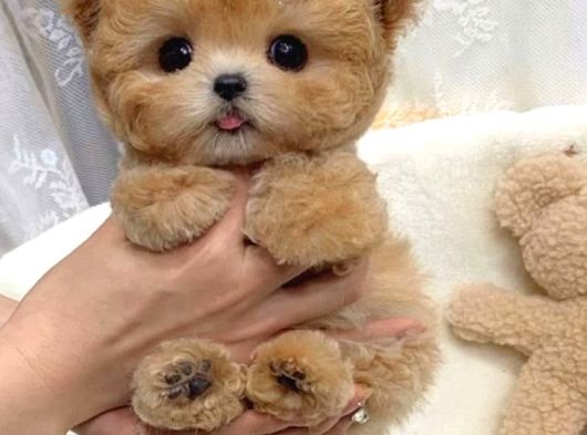 Ayicik Yüz Yapisina Sahi̇p Toy Poodle Bebekleri̇m