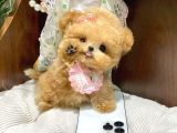 Ayicik Yüz Yapisina Sahi̇p Toy Poodle Bebekleri̇m