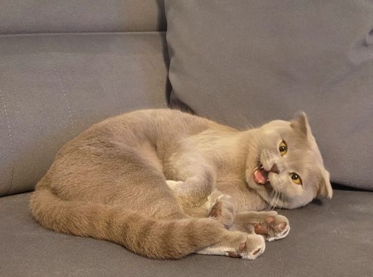 Momo Yeni Yuvasını Arıyor görsel