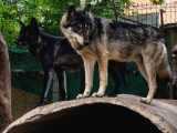 Son Siyah Erkek Wolfdog Yavrusu  Nadir Kan Hattı Güçlü Kar