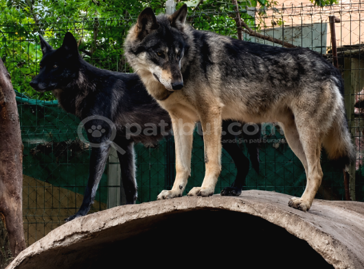 Son Siyah Erkek Wolfdog Yavrusu  Nadir Kan Hattı Güçlü Kar görsel