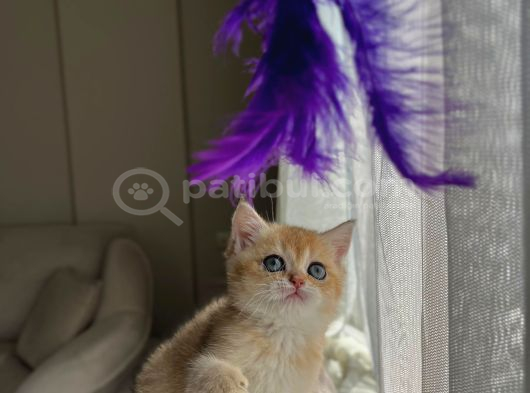 Golden Bri̇ti̇sh Shorthai̇r Yavru görsel