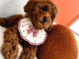 Ev Doğumu Poodle Bebekler