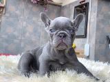 Egzoti̇k Blue French Bulldog Yavrularim Safkan