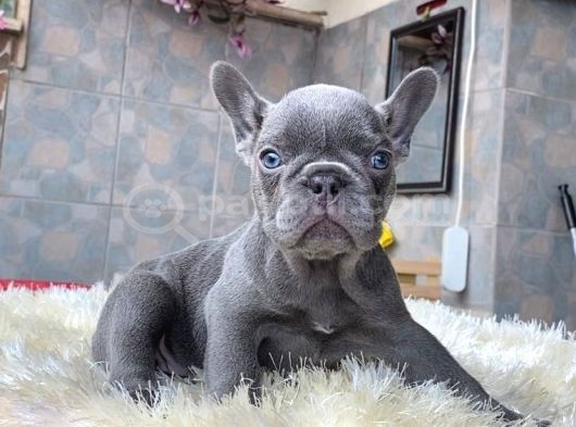 Egzoti̇k Blue French Bulldog Yavrularim Safkan