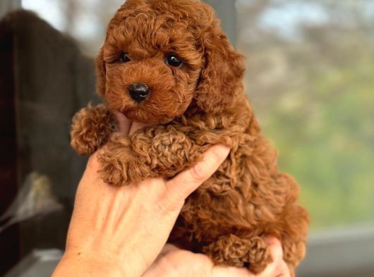 A Kalite Toy Poodle Köpeklerim görsel