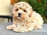 Malti̇poo Ci̇nsi̇ Yavrular Ev Üreti̇mi̇