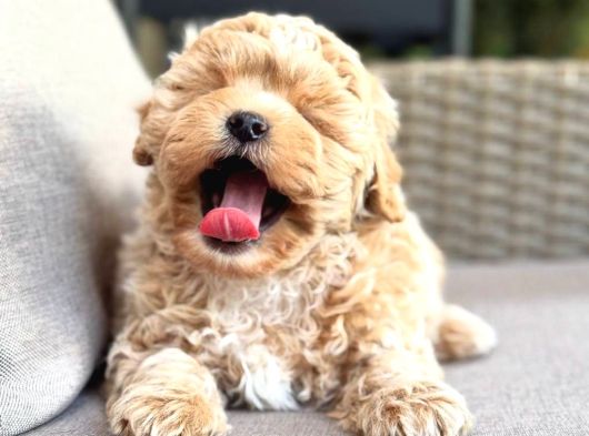 Malti̇poo Ci̇nsi̇ Yavrular Ev Üreti̇mi̇ görsel