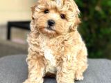 Malti̇poo Ci̇nsi̇ Yavrular Ev Üreti̇mi̇