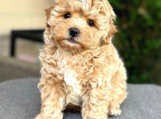 Malti̇poo Ci̇nsi̇ Yavrular Ev Üreti̇mi̇ görsel