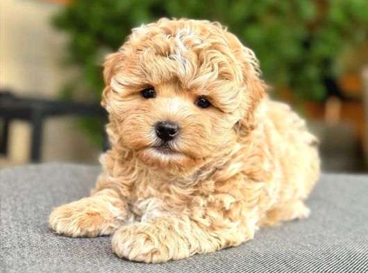 Malti̇poo Ci̇nsi̇ Yavrular Ev Üreti̇mi̇ görsel
