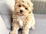 Malti̇poo Ci̇nsi̇ Yavrular Ev Üreti̇mi̇