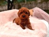 Toy Poodle Sevi̇mli̇ Yavrular Ev Üreti̇mi̇