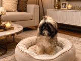 Eği̇ti̇mli̇ Mükemmel Shihtzu Yavrumuz