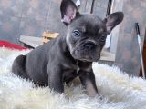 Egzoti̇k Blue French Bulldog Yavrularim Safkan