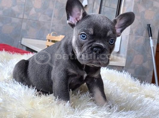 Egzoti̇k Blue French Bulldog Yavrularim Safkan görsel