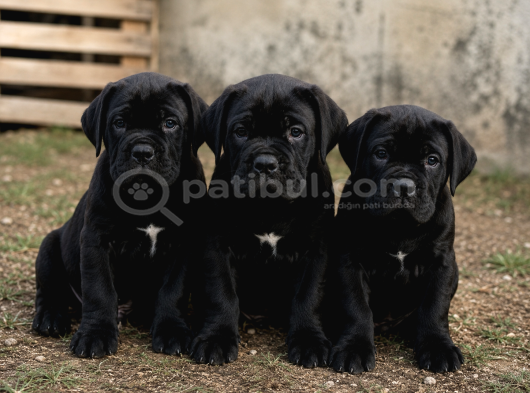A Kalitea Kalite Cane Corso Yabrularımız