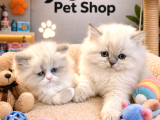Irkının En Güzelleri British Longhair Blue Point Yavrularımı
