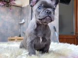 Egzoti̇k Blue French Bulldog Yavrularim Safkan