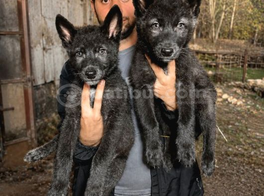 Son Siyah Erkek Wolfdog Yavrusu  Nadir Kan Hattı Güçlü Kar