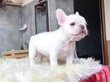 Egzoti̇k Blue French Bulldog Yavrularim Safkan