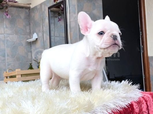 Egzoti̇k Blue French Bulldog Yavrularim Safkan görsel