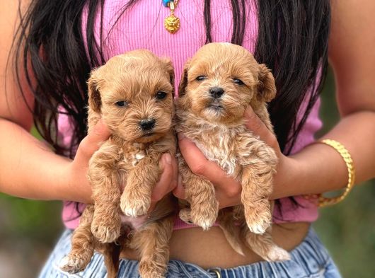 Teacup Malti̇poo Yavrular  Mi̇ni̇ Boy Garanti̇li̇ görsel