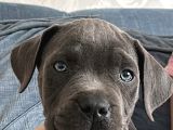 2 Aylık Cane Corso Has Kan Yavru