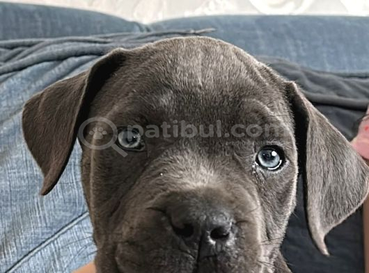 2 aylık cane corso has kan yavru