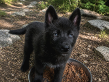 Son Siyah Erkek Wolfdog Yavrusu  Nadir Kan Hattı Güçlü Kar