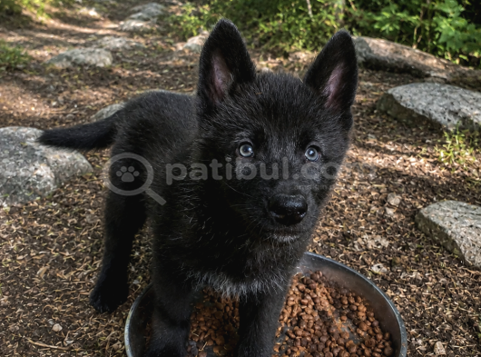 Son Siyah Erkek Wolfdog Yavrusu  Nadir Kan Hattı Güçlü Kar görsel